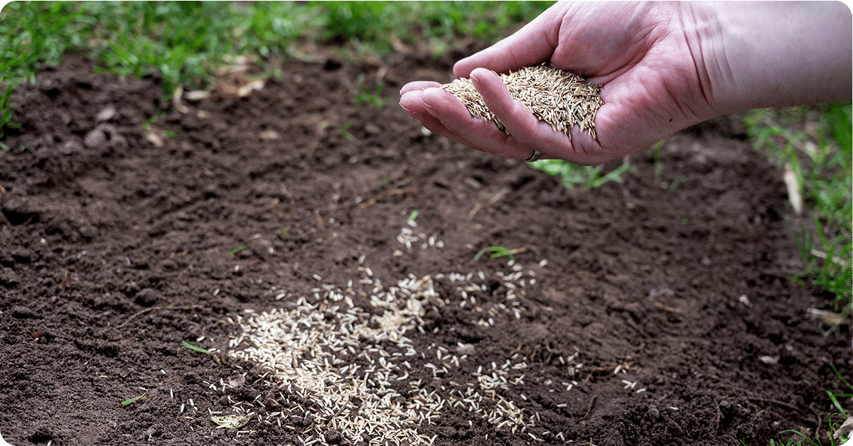 Overseeding Your Lawn, A Guide for Utah Grasses | IFA Blog